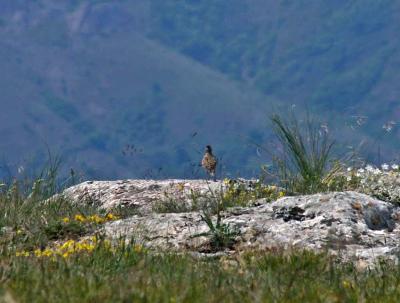 Прикрепленное изображение: zfaIMGP6451.jpg